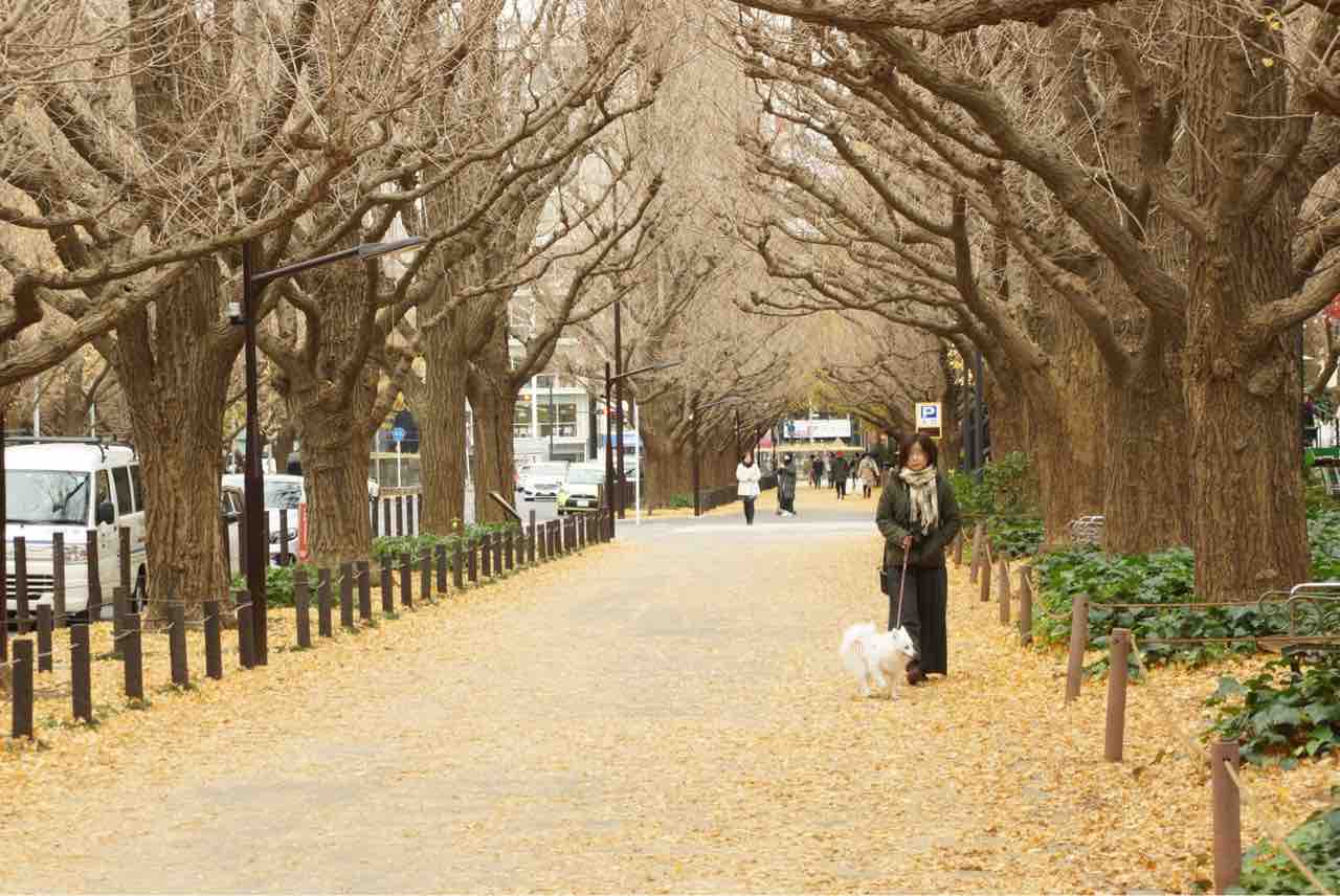 犬連れて 神宮外苑いちょう並木 シェビーズのブログ