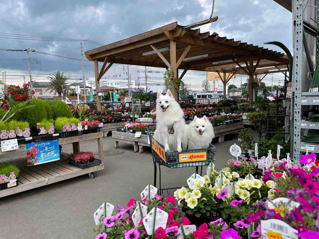 犬連れて Dmcホーマック さいたま蓮沼店 シェビーズのブログ 犬連れて Dmcホーマック さいたま蓮沼店 シェビーズのブログ