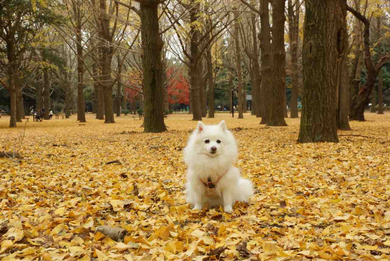 代々木 公園 犬 散歩