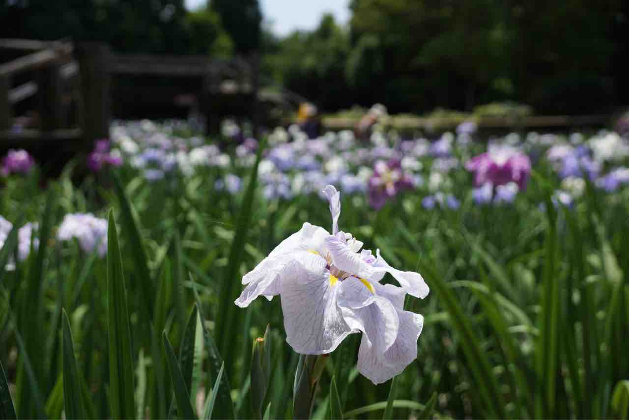 犬連れて さいたま市 染谷花しょうぶ園 シェビーズのブログ
