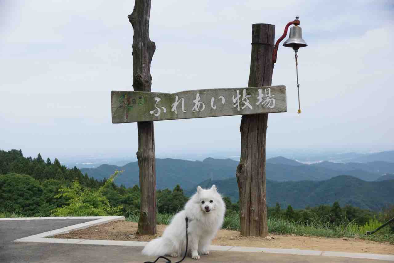 犬連れて 秩父高原牧場 彩の国ふれあい牧場 シェビーズのブログ 犬連れて 秩父高原牧場 彩の国ふれあい牧場 シェビーズのブログ