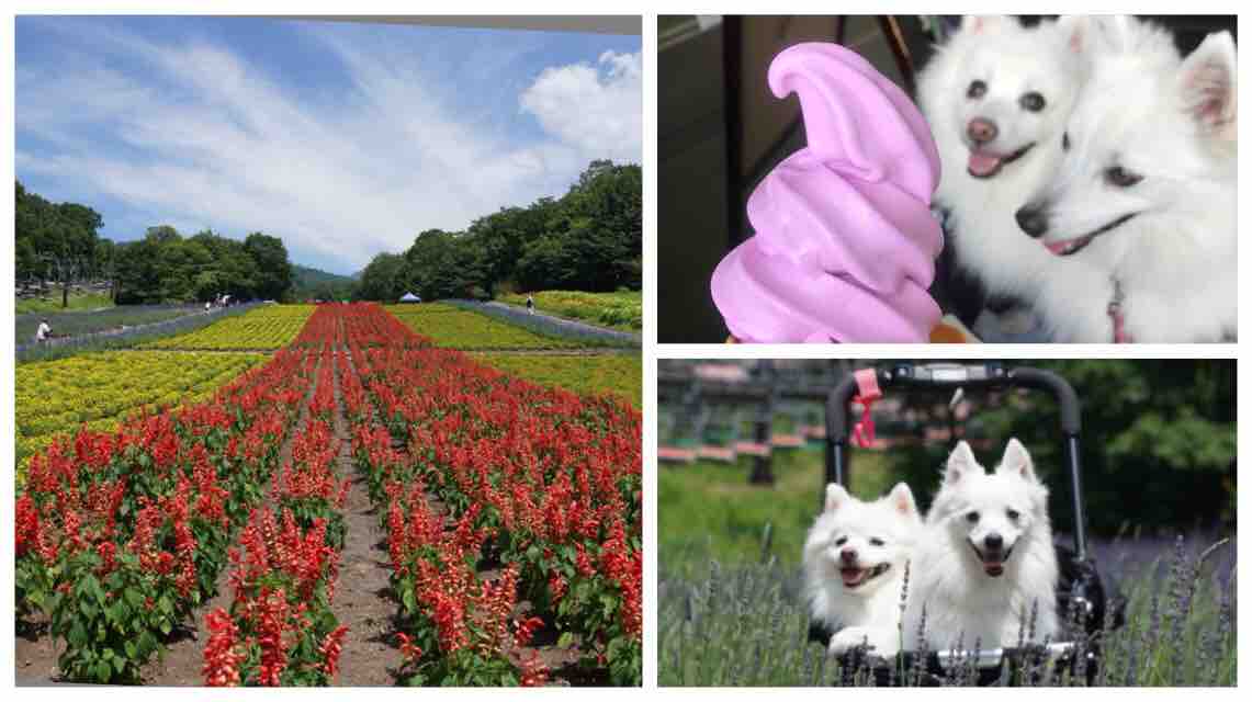 犬連れて たんばらラベンダーパーク シェビーズのブログ