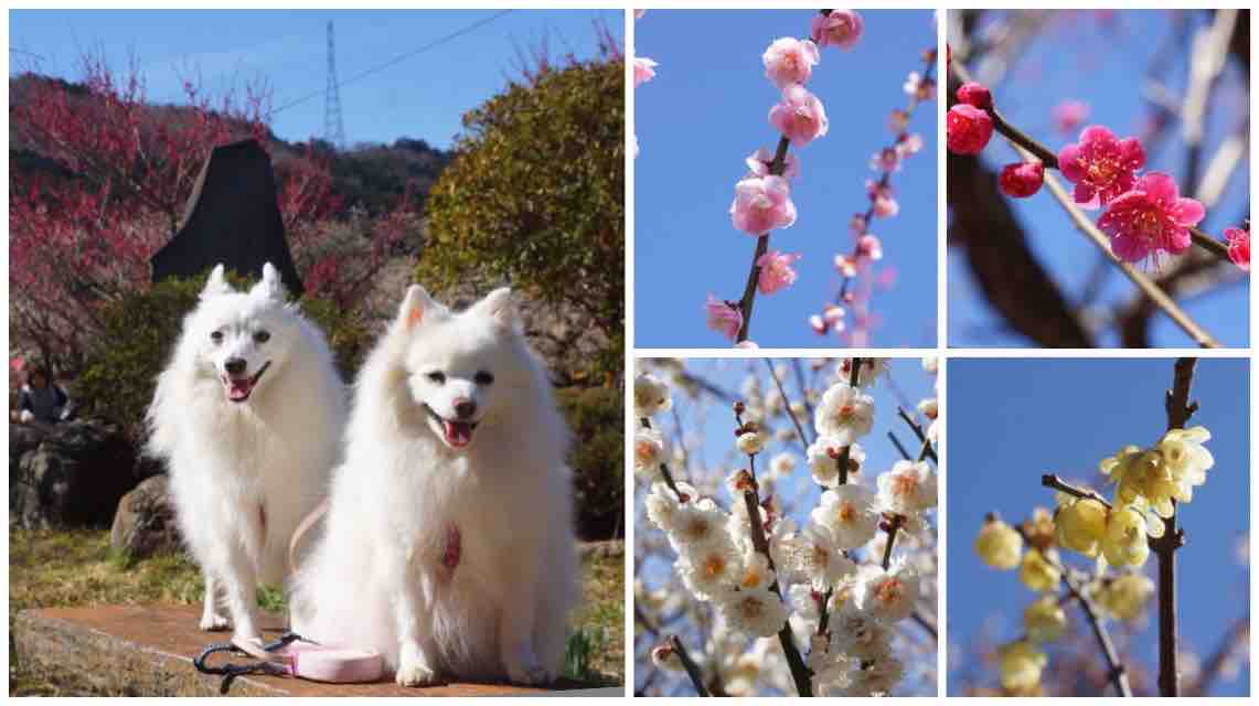 犬連れて 越生梅林 梅まつり シェビーズのブログ