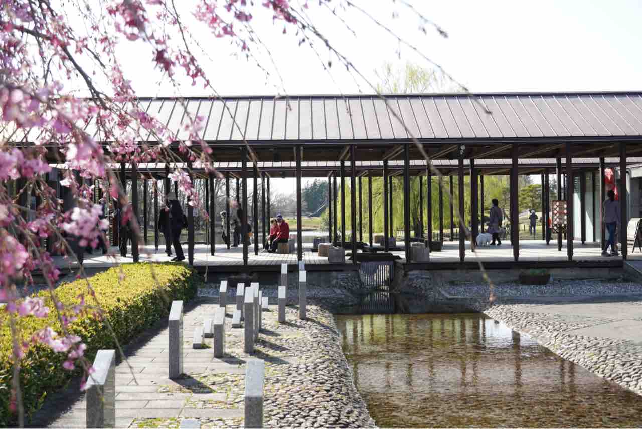 犬連れて 古河総合公園 古河公方公園 桃の花 シェビーズのブログ 犬連れて 古河総合公園 古河公方公園 桃の花 シェビーズのブログ