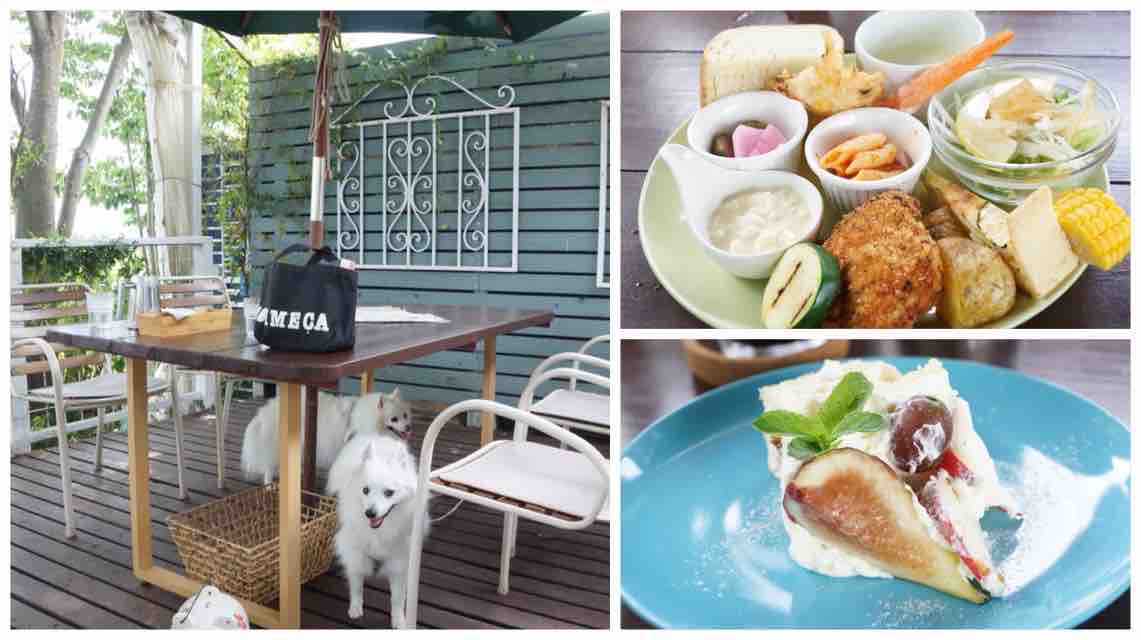 アドマーニ 鴻巣店 犬同伴可レストラン シェビーズのブログ