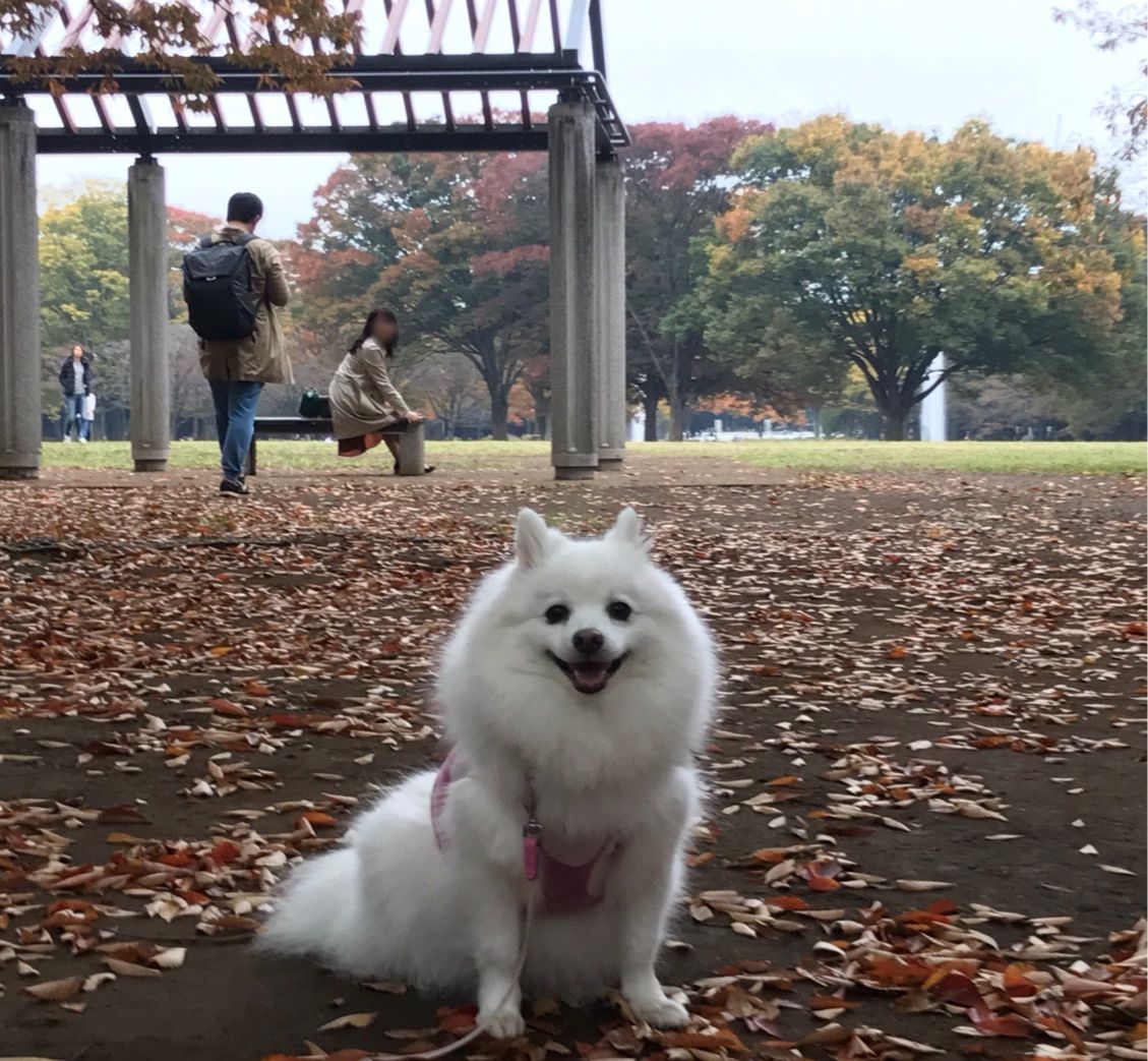 犬連れて代々木公園 紅葉 シェビーズのブログ 犬連れて代々木公園 紅葉 シェビーズのブログ