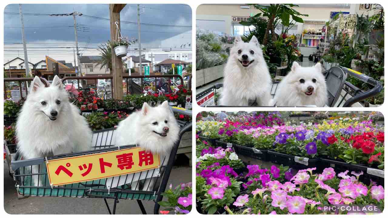 犬連れて Dmcホーマック さいたま蓮沼店 シェビーズのブログ 犬連れて Dmcホーマック さいたま蓮沼店 シェビーズのブログ
