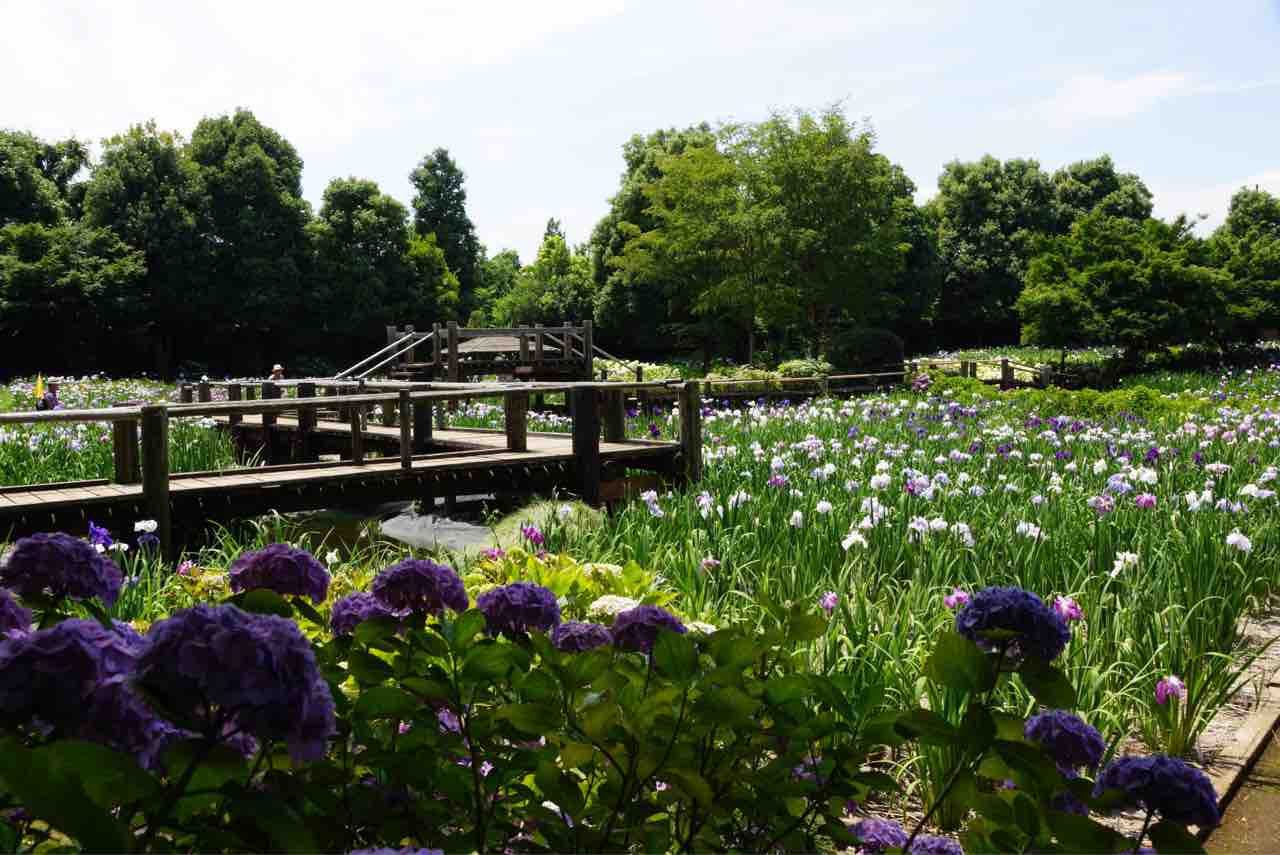 犬連れて さいたま市 染谷花しょうぶ園 シェビーズのブログ