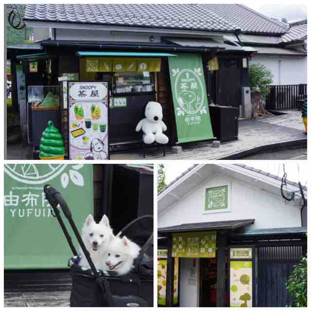 犬連れて九州旅行 別府 湯布院 シェビーズのブログ