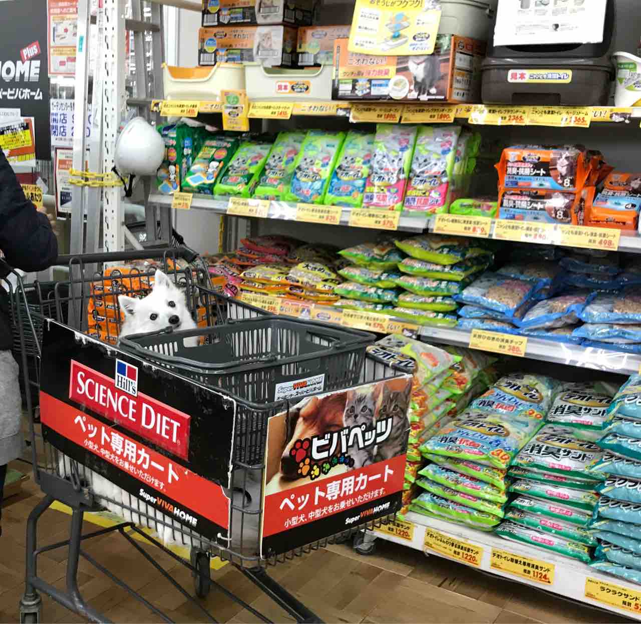 犬連れて スーパービバホーム岩槻店 シェビーズのブログ 犬連れて スーパービバホーム岩槻店 シェビーズのブログ