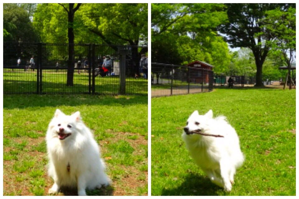 犬連れて昭和記念公園 シェビーズのブログ