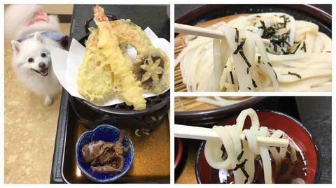 犬連れて伊香保旅行③ 庵古堂 犬同伴可 水沢うどん : シェビーズのブログ