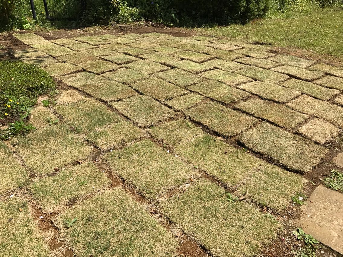 庭の芝生 張り替えてみました シェビーズのブログ