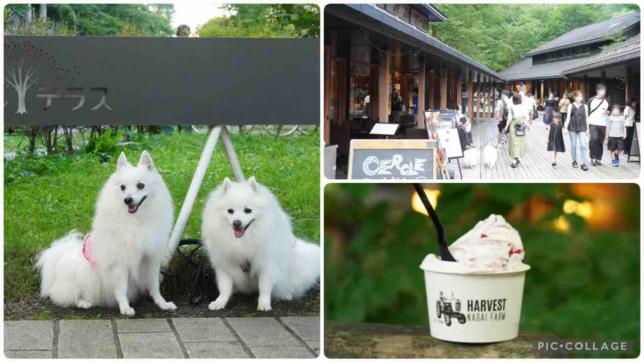 犬連れて ハルニレテラス 軽井沢 シェビーズのブログ