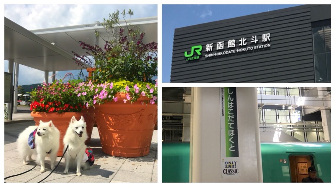 犬連れて北海道旅行 北海道新幹線 函館ラーメンあじさい シェビーズのブログ