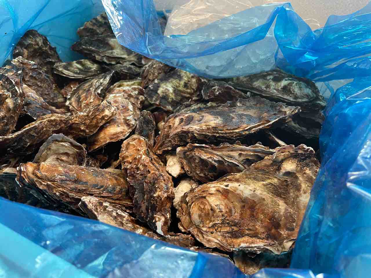自宅で牡蠣を料理する方法 シェビーズのブログ 自宅で牡蠣を料理する方法 シェビーズのブログ
