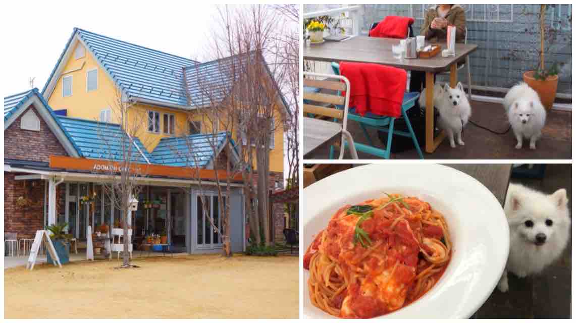 犬同伴可 レストラン アドマーニ 鴻巣店 シェビーズのブログ