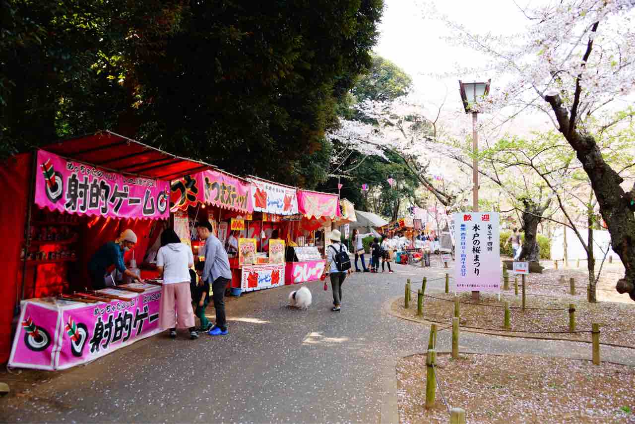 犬連れて 水戸桜山公園 偕楽園 桜 シェビーズのブログ 犬連れて 水戸桜山公園 偕楽園 桜 シェビーズのブログ