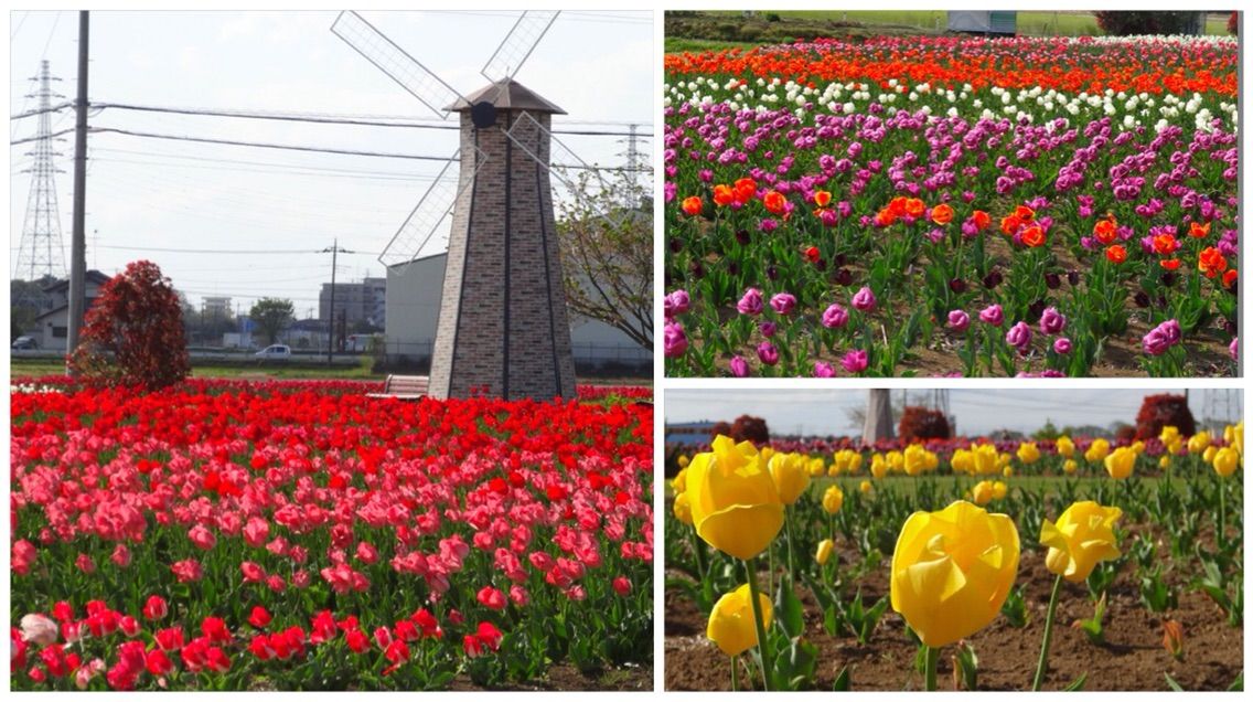 犬連れ 鴻巣 花のオアシス チューリップ シェビーズのブログ