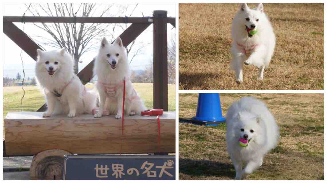 犬連れて 世界の名犬牧場 シェビーズのブログ 犬連れて 世界の名犬牧場 シェビーズのブログ
