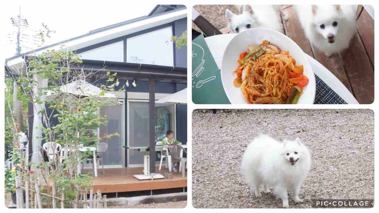 ドッグカフェ 秩父 カフェテラスディーノ シェビーズのブログ