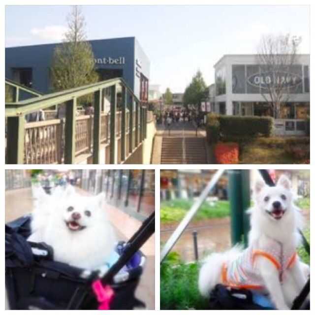 犬連れて南町田グランベリーモール ワイアードキッチン シェビーズのブログ