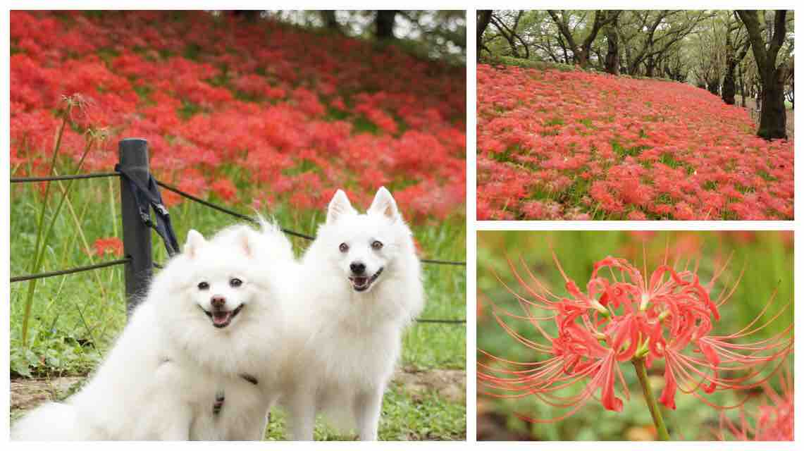 犬連れて 権現堂堤 曼珠沙華 権現堂公園 シェビーズのブログ