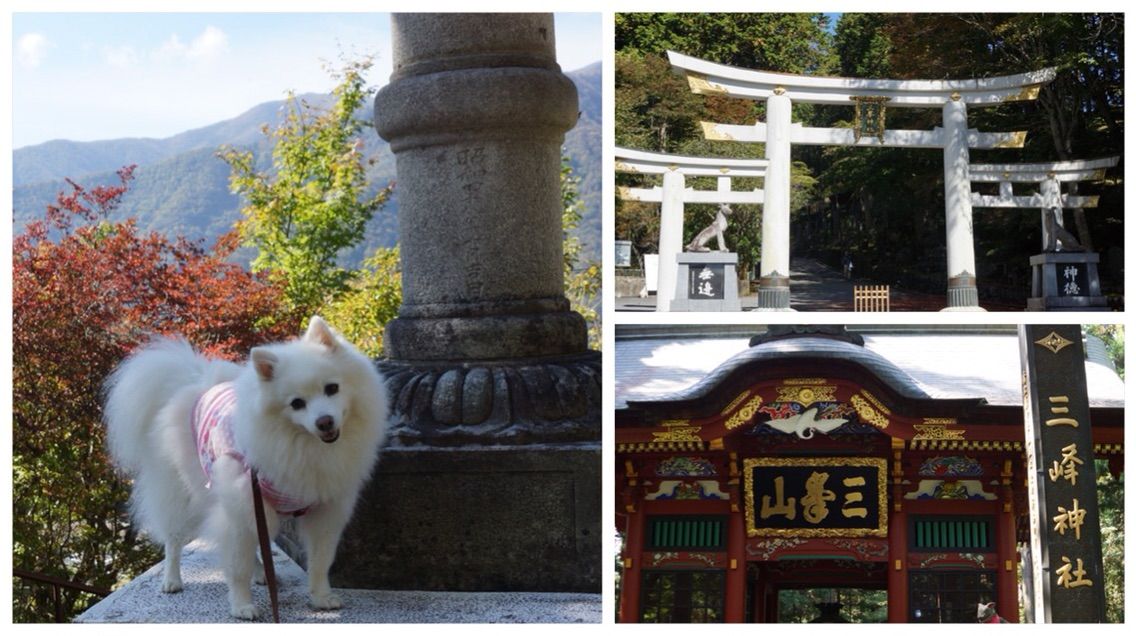 犬連れて 三峯神社 関東一のパワースポット シェビーズのブログ 犬連れて 三峯神社 関東一のパワースポット シェビーズのブログ