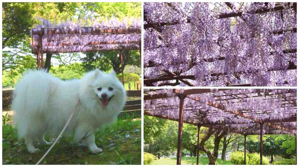 ステイホーム週間 家の近所で犬散歩 シェビーズのブログ ステイホーム週間 家の近所で犬散歩 シェビーズのブログ