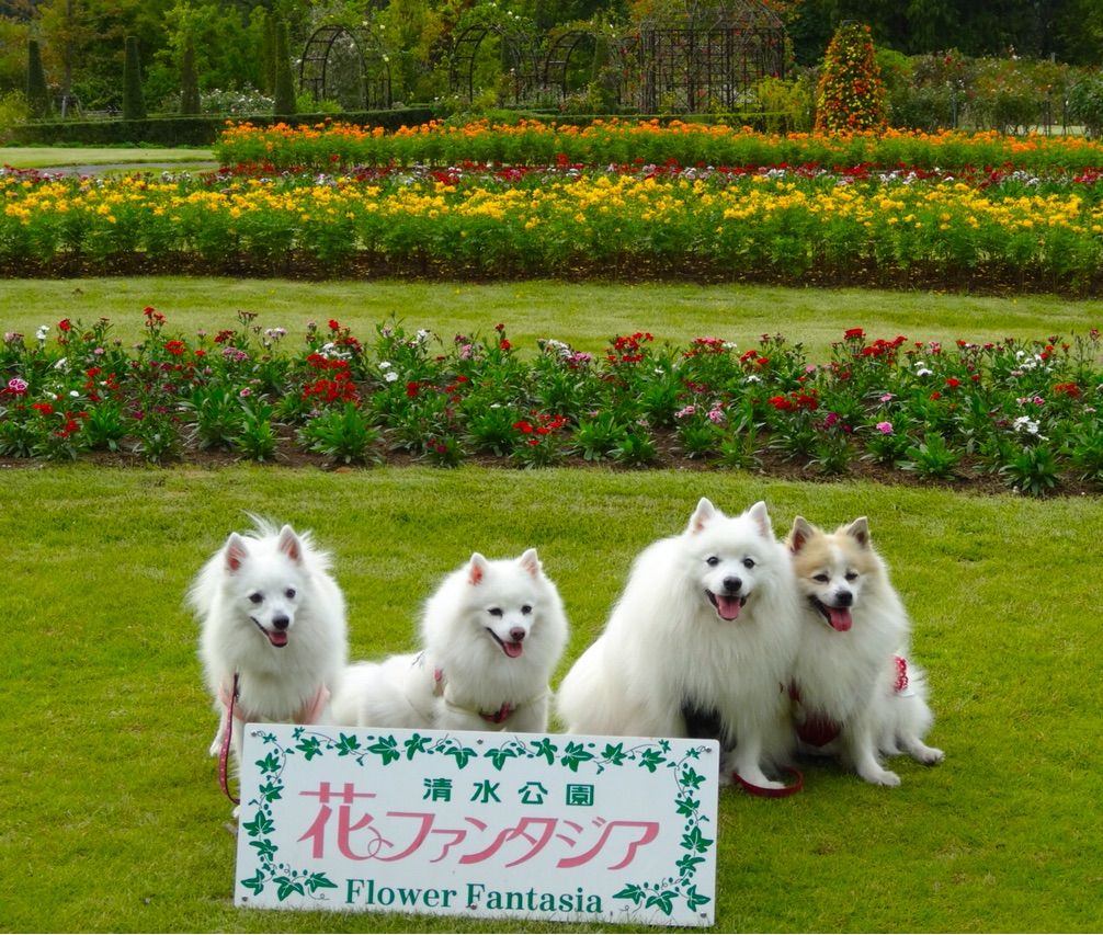 犬連れて 清水公園 花ファンタジア シェビーズのブログ