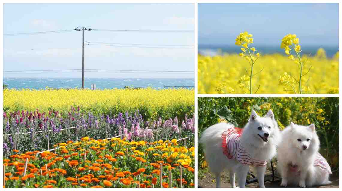 犬連れて 南房総 千倉 花畑 白間津のお花畑 シェビーズのブログ