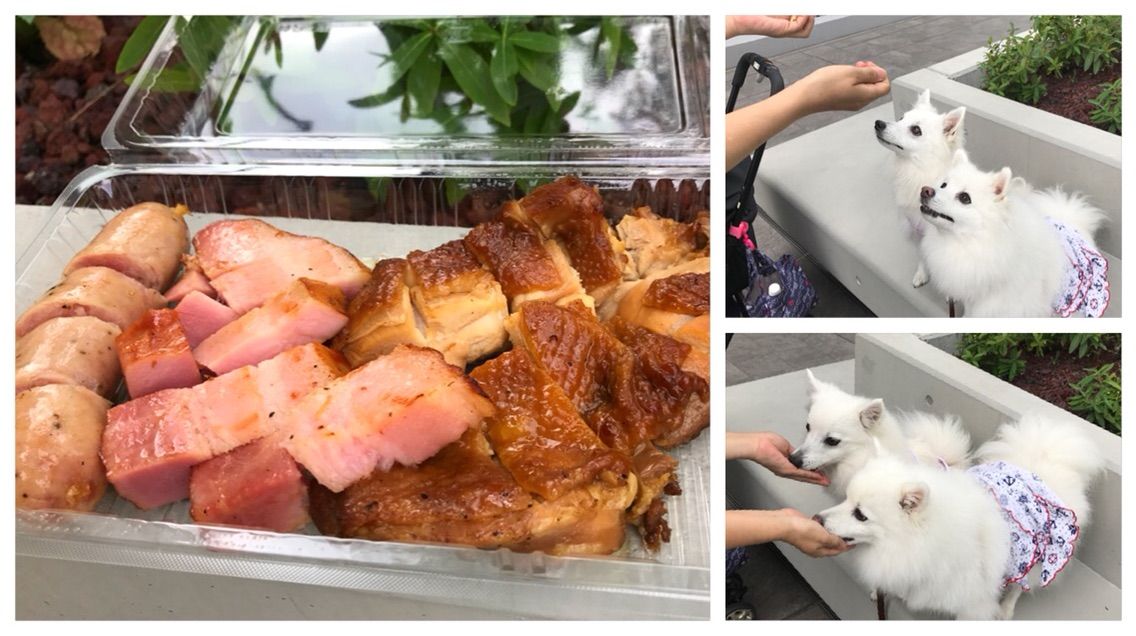 犬連れて 水かけまつり ワールドフェスタ さいたま新都心けやきひろば シェビーズのブログ