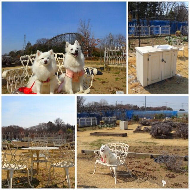 犬連れ 宮代町 新しい村 シェビーズのブログ