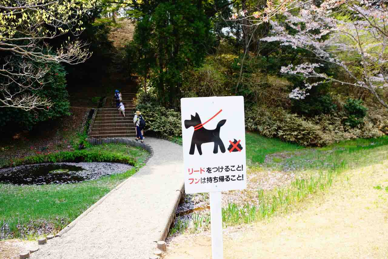犬連れて 水戸桜山公園 偕楽園 桜 シェビーズのブログ