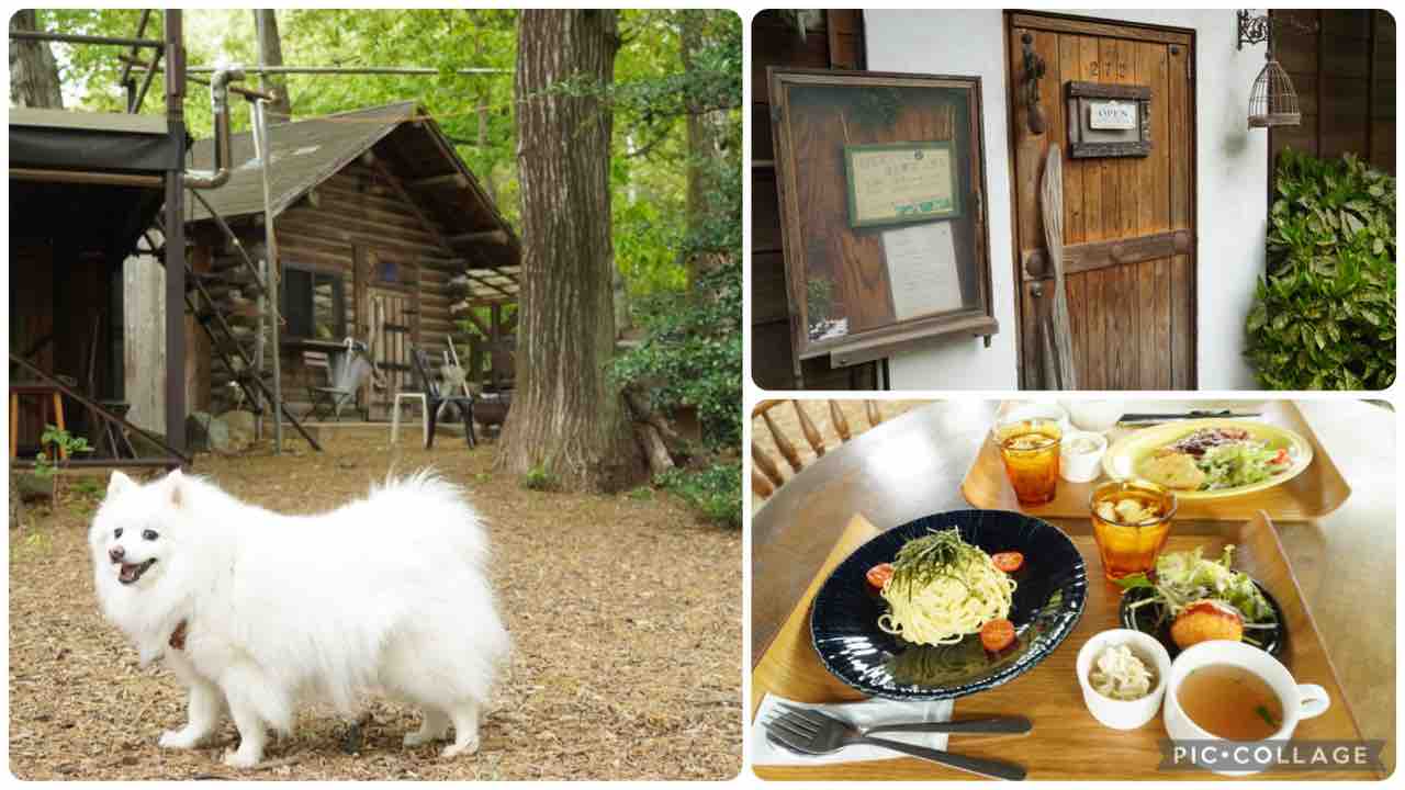 ウエキヤカフェ272 犬同伴可 レストラン : シェビーズのブログ