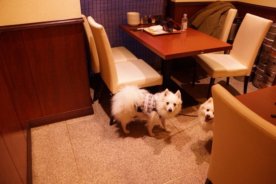 犬連れて 横浜中華街 龍海飯店 シェビーズのブログ