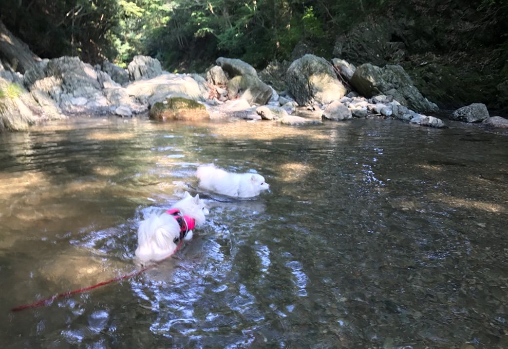 犬と川遊び ときがわ 三波渓谷 シェビーズのブログ 犬と川遊び ときがわ 三波渓谷 シェビーズのブログ