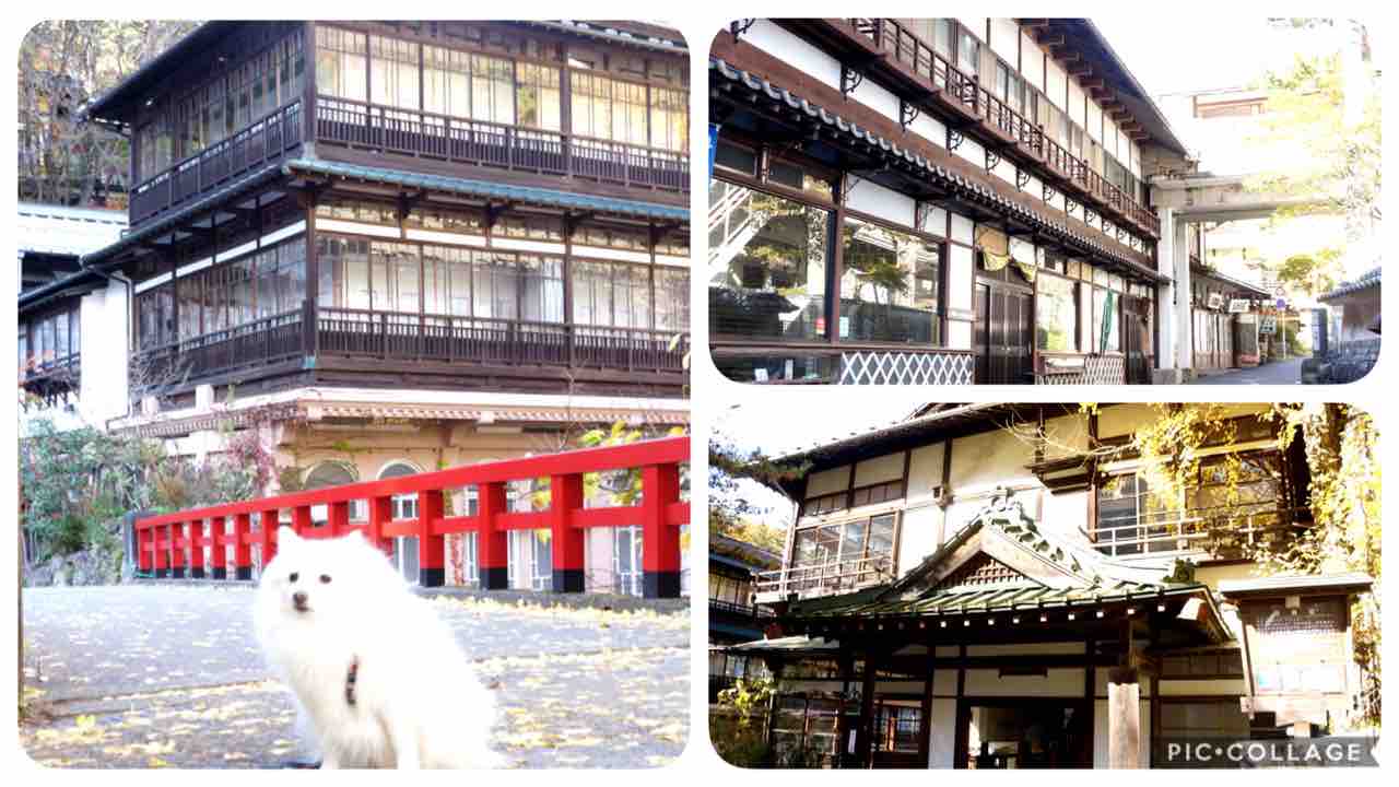 犬連れて 四万温泉 中之条ガーデンズ シェビーズのブログ 犬連れて 四万温泉 中之条ガーデンズ シェビーズのブログ