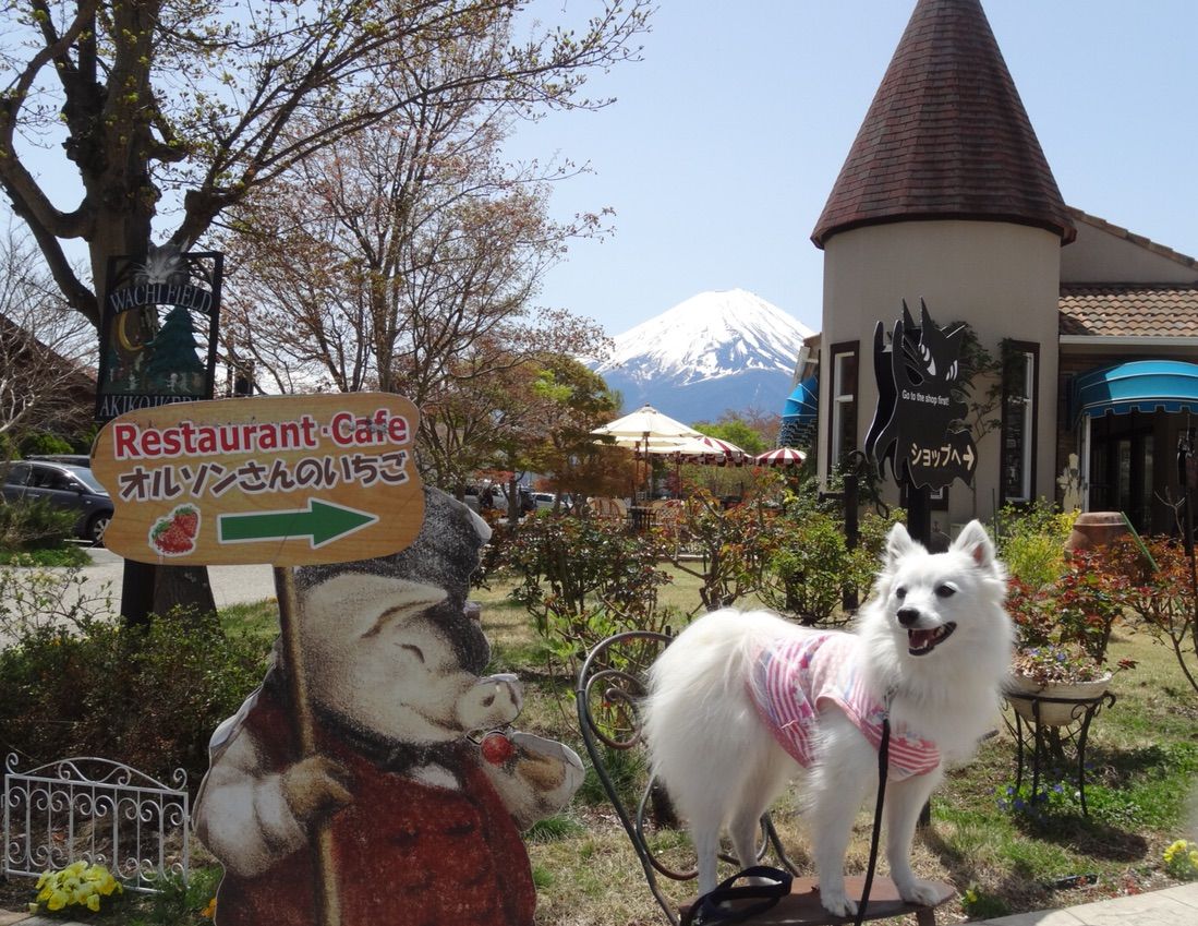 犬okのレストラン オルソンさんのいちご 河口湖 シェビーズのブログ