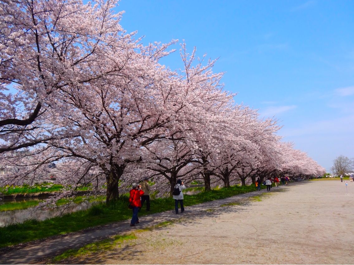 蓮田 元荒川の桜 シェビーズのブログ