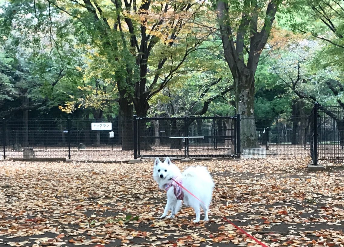 犬連れて代々木公園 紅葉 シェビーズのブログ
