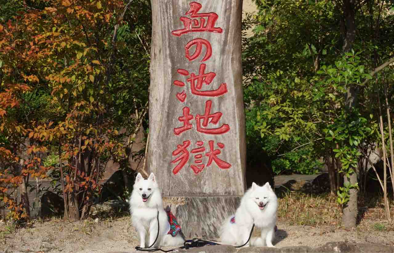 犬連れて九州旅行 別府 湯布院 シェビーズのブログ 犬連れて九州旅行 別府 湯布院 シェビーズのブログ