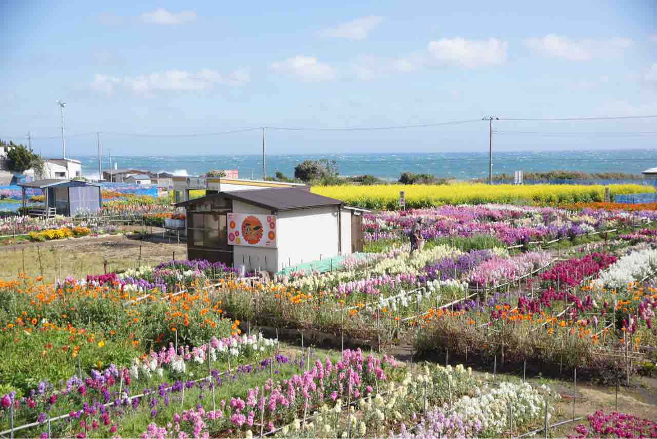 犬連れて 南房総 千倉 花畑 白間津のお花畑 シェビーズのブログ