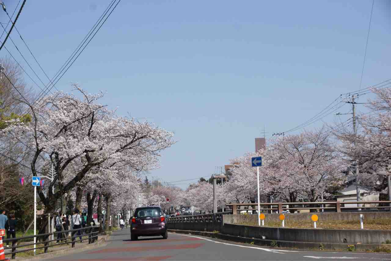 犬連れて 清水公園 桜 シェビーズのブログ