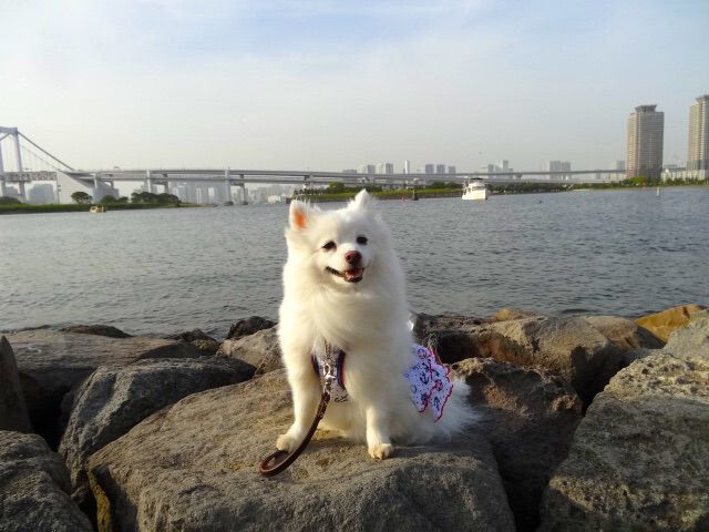 犬okの焼肉屋さん お台場 うしすけ シェビーズのブログ