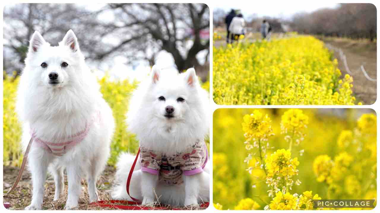 犬連れて 権現堂公園 早咲き菜の花 シェビーズのブログ