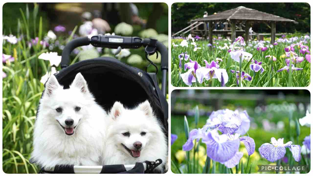 犬連れて 染谷花しょうぶ園 シェビーズのブログ 犬連れて 染谷花しょうぶ園 シェビーズのブログ