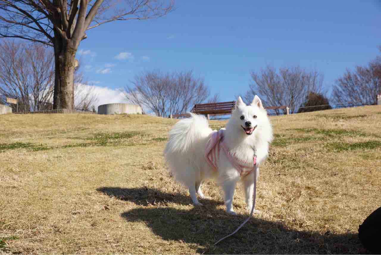 犬連れて 世界の名犬牧場 シェビーズのブログ