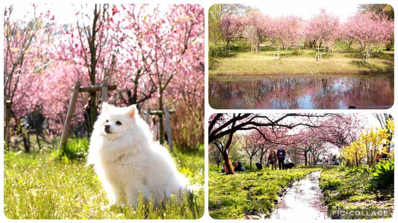 犬連れて 古河総合公園 古河公方公園 桃の花 シェビーズのブログ