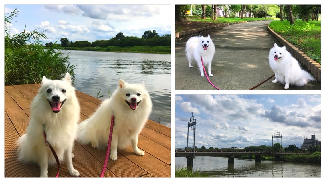 犬連れて 牛島古川公園のひまわり シェビーズのブログ
